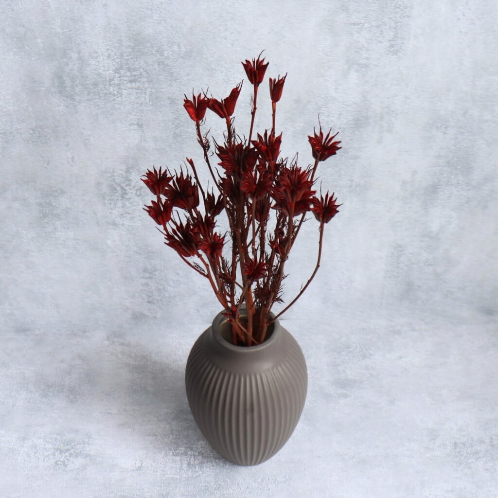 Sušená Nigella Orientalis v bordo barvě – elegantní a vzdušná rostlina pro dekorační aranžmá